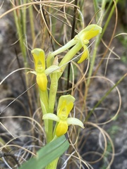 Disa comosa