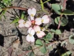Stylidium junceum