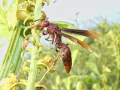 Polistes lanio