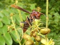 Polistes lanio