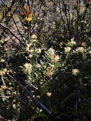 Micrantheum hexandrum