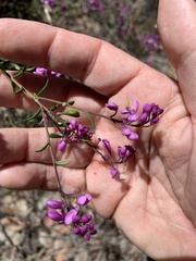 Comesperma ericinum