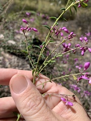 Comesperma ericinum