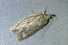 Agriophara confertella