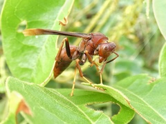 Polistes lanio