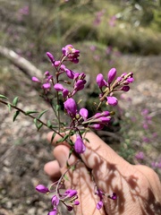 Comesperma ericinum