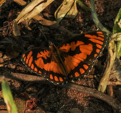 Byblia anvatara acheloia