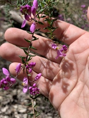 Comesperma ericinum