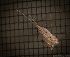 Lecithocera imprudens