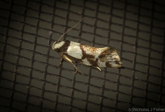 Coesyra hemiphragma