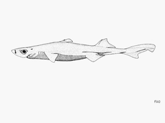 Blackbelly Lanternshark photo 2