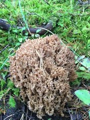 Ramaria boreimaxima