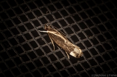 Chaliniastis astrapaea