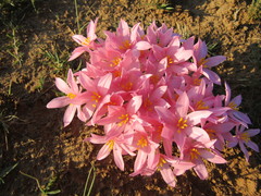 Gethyllis transkarooica