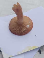 Lactarius lacunarum