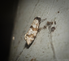 Lepidoscia stenomochla