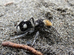 Dasymutilla araneoides