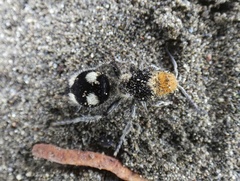 Dasymutilla araneoides