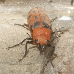 Cissites maculata