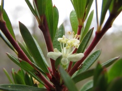 Micrantheum hexandrum