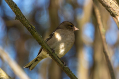 Fringilla coelebs