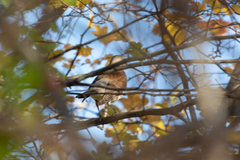 Turdus pilaris