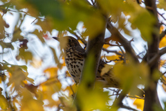 Turdus philomelos