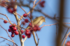 Phylloscopus collybita