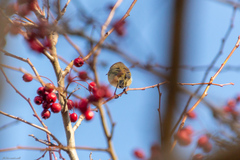 Phylloscopus collybita