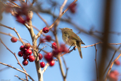 Phylloscopus collybita