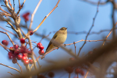 Phylloscopus collybita