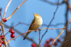Phylloscopus collybita