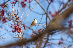 Phylloscopus collybita