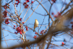 Phylloscopus collybita