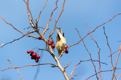 Phylloscopus collybita