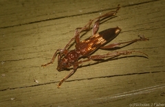 Coptocercus aberrans