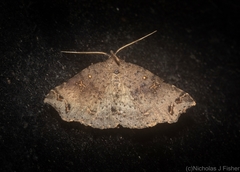 Lithilaria proestans