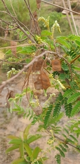 Mimosa latispinosa