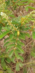 Mimosa latispinosa