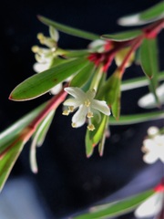 Micrantheum hexandrum