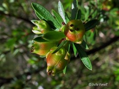 Micrantheum hexandrum