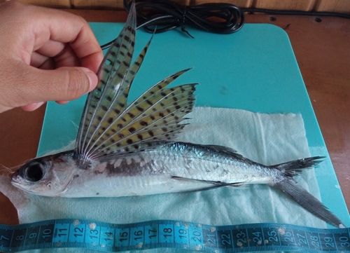 Beautyfin flyingfish (Cypselurus callopterus) — Exocoetidae — 4