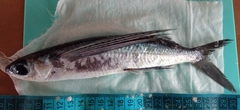Beautyfin Flyingfish photo 4
