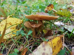 Cortinarius venetus