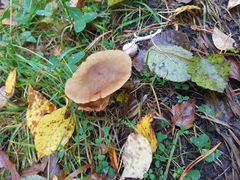 Cortinarius venetus