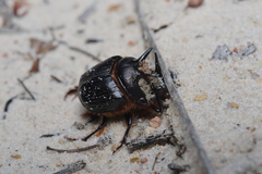 Onthophagus ferox