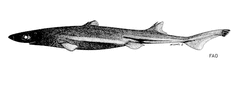 Moller's Lanternshark photo 3