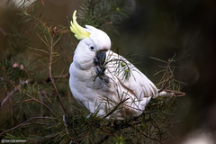 Cacatua galerita galerita