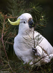 Cacatua galerita galerita