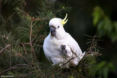 Cacatua galerita galerita